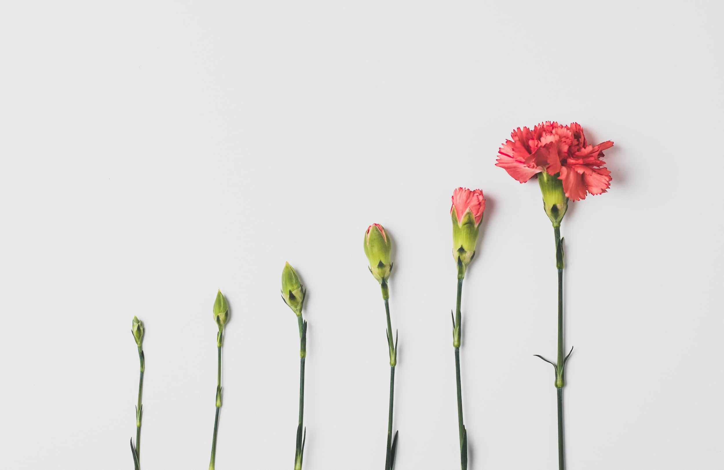 Optimising Your Business Sales Process