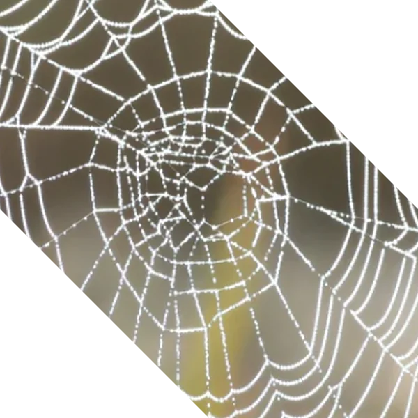 Direct Pest Control project work