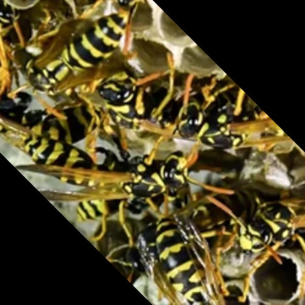 Direct Pest Control additional view